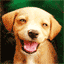 www.MessenTools.com-Humor-perro.gif (64×64)