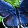 blauer schmetterling