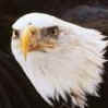 Avatar eagle