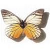 Avatar papillon