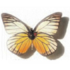 Avatar mariposa