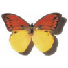 mariposa