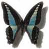 Avatar papillon