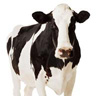 Avatar vaca leiteira