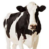 Avatar dairy cow