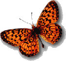 Avatar borboleta