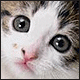 Avatar occhi di gatto triste