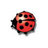 Avatar Coccinelle