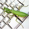 Avatar lagosta no teclado