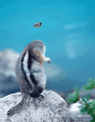 Avatar ardilla