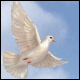 Avatar dove of peace