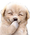 Emoticon Hund lachen