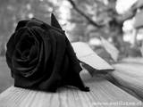 Emoticon mourning, black rose